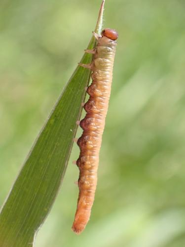 Euura sp.